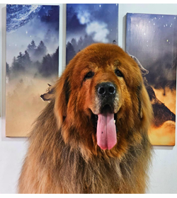Zeus