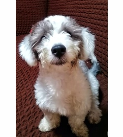 Molly