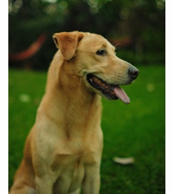 Jack