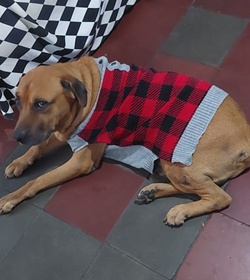 Rocko de leon