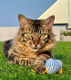 Fernando
