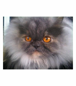 Cloudy gonzalez