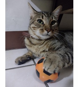 Mau ostorga