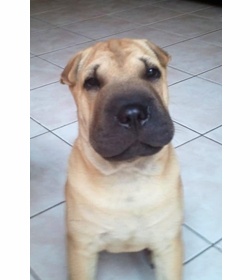 Jacko rivera leiva