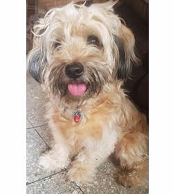 Ruffo vidal