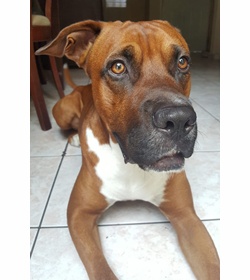 Oliver alejandro plata