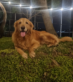 Rocko cordova