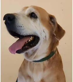 Juli%c3%a1n casablancas mendoza