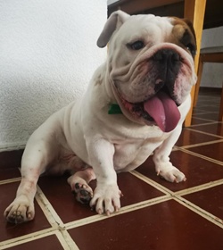 Luigi aguirre candray