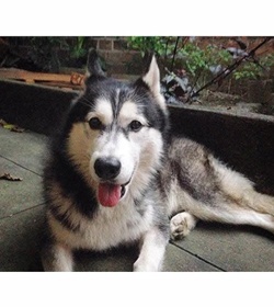 Nefis ernesto morales galvez