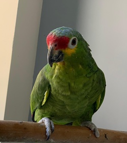 Pancha rivera osorio