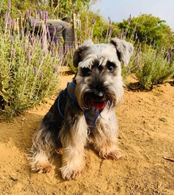 Rufo petete hern%c3%a1ndez %c3%81revalo