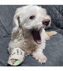 Princesa s%c3%a1nchez