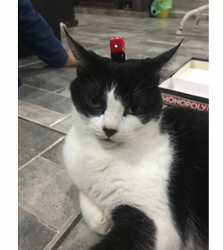 Rebeca menj%c3%advar