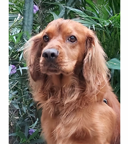 Koffy artiga alvarado