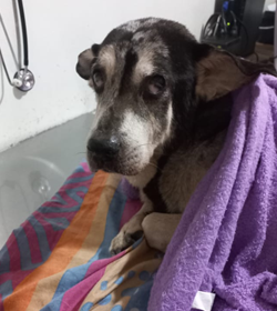 Manchas ortiz obituario