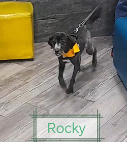 Rocky h%c3%a9rcules