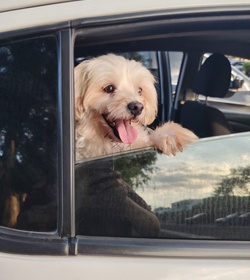 Lul%c3%ba p%c3%a9rez