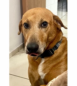 Trist%c3%a1n sigaran