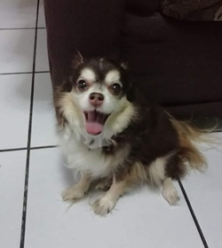 Pinky nicol%c3%a1s enamorado chihuahua