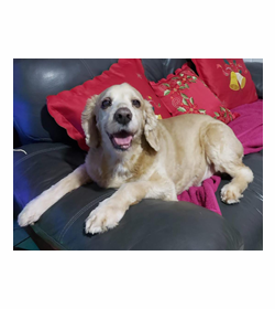 Gigito hern%c3%a1ndez