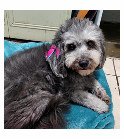 Sharpey mel%c3%a9ndez rosa