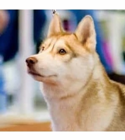 Czarina de puertas herrera