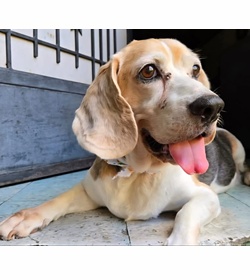 Ludvic dante morales