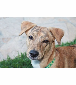 Pinky o%e2%80%99sullivan