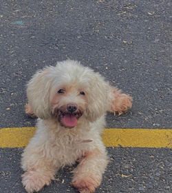 Brandy rivas l%c3%b3pez