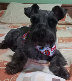 Pocky hern%c3%a1ndez