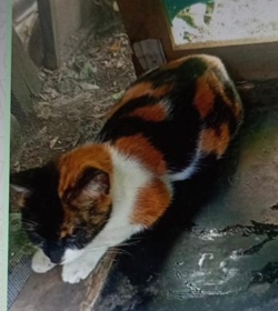 Chilipuca fern%c3%a1ndez