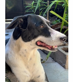 Maximiliano henr%c3%adquez