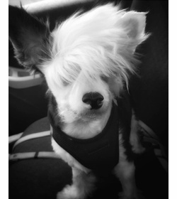 Mushu rodr%c3%adguez marroquin