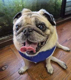 Ollie lalgenegger castro