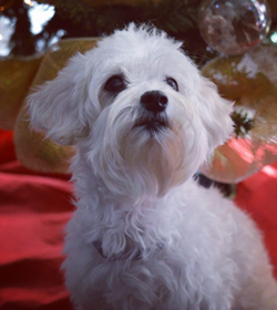 Mu%c3%b1eca serpas dur%c3%a1n