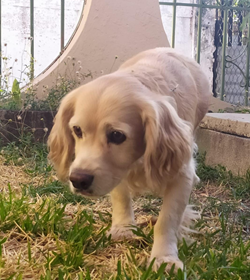 Totto rodr%c3%adguez