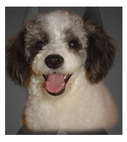 Lolo alberto antonio lievano