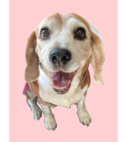 Loonie mart%c3%adnez