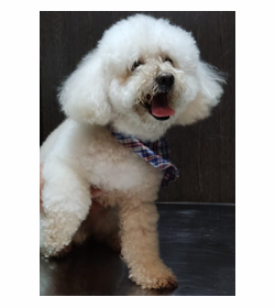 Gaucho talavera alfaro