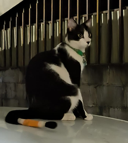 Merengue aguilar jaime