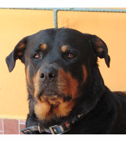 Jethro hern%c3%a1ndez