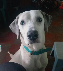 Rocky acu%c3%b1a tolentino