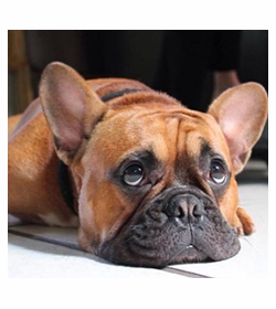 Macchiatto dom%c3%adnguez