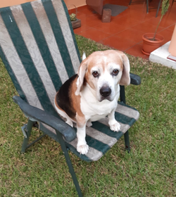 Jager sequeira bernal