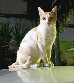 Calabaza chac%c3%b3n