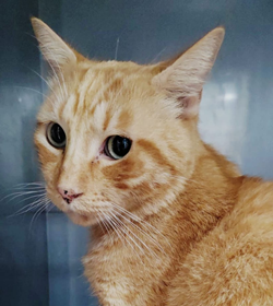 Juli%c3%a1n hern%c3%a1ndez