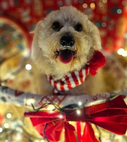 Chester gonz%c3%a1lez