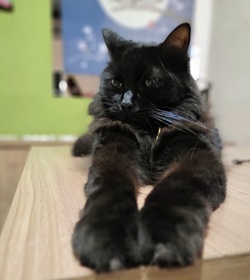 Missande%c3%ad monrroy