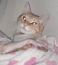 Chele portillo rodr%c3%adguez